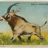 Roan Antelope