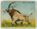 Roan Antelope