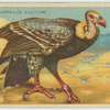 Ruppell's Vulture.