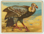 Ruppell's Vulture.