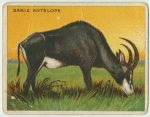 Sable Antelope.