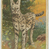 Serval.