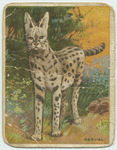 Serval.