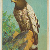 Snake Hawk.
