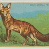 South African Fox.