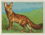 South African Fox.