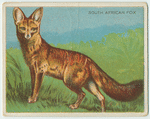 South African Fox.