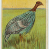 Vulture-Like Guinea Fowl.