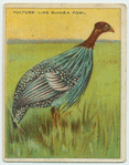 Vulture-Like Guinea Fowl.
