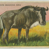 White Bearded Gnu.