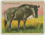White Bearded Gnu.