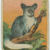 White-Tailed Galago.