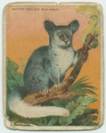 White-Tailed Galago.
