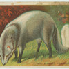 White-Tailed Mongoose.