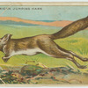 African Jumping Hare.