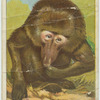 Baboon.