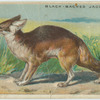 Black-Backed Jackal.