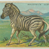 Bruchell's Zebra.