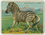 Bruchell's Zebra.