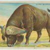 Cape Buffalo.