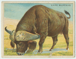 Cape Buffalo.