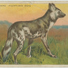 Cape Hunting Dog.