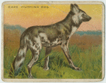 Cape Hunting Dog.