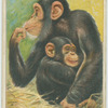 Chimpanzee.