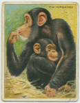Chimpanzee.