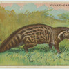 Civet-Cat.
