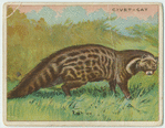 Civet-Cat.