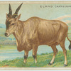 Eland (Antelope).