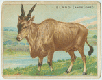 Eland (Antelope).