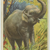 Elephant.