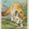 Fennec.