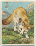 Fennec.