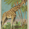Giraffe.