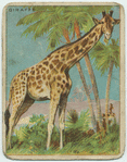 Giraffe.