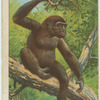 Gorilla.