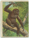 Gorilla.