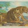 Lion and Lioness.