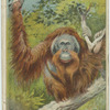 Orang Utan.