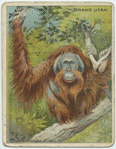 Orang Utan.