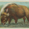 Red River Hog.