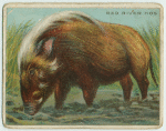 Red River Hog.