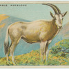 Sable Antelope.