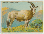 Sable Antelope.