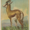 Springbok.