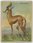 Springbok.