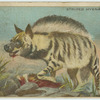 Striped Hyena.